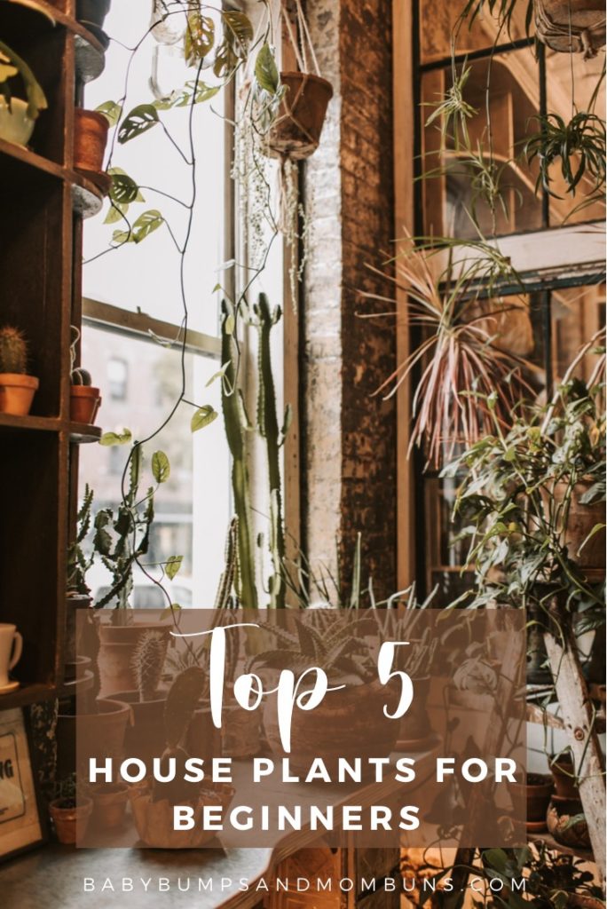 Top 5 Plants You Need In Your House. (Easy to care for)